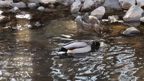Ducks in the water Video stock 87356535