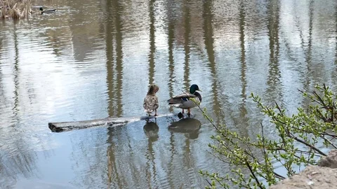 Ducks in the water Stock Footage 89449865