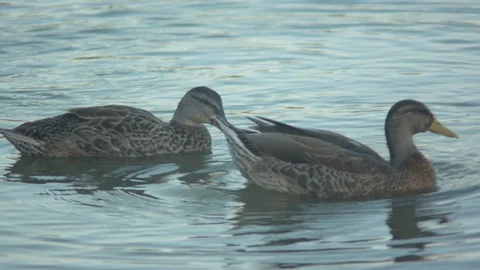 Ducks in the Water Stock Footage 90150027