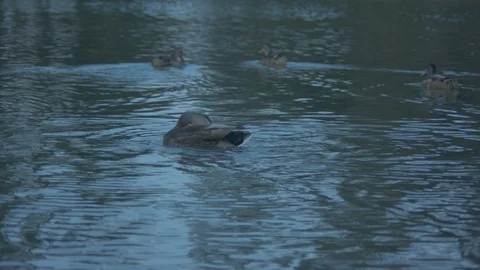 Ducks in Water Stock Footage 90150163