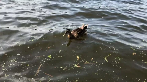 Ducks in the water 库存影片 92189937