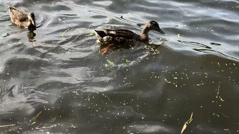 Ducks in the water 库存影片 92189940