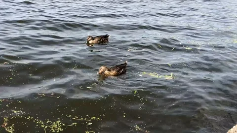 Ducks in the water 库存影片 92189944
