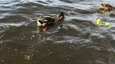 Ducks in the water 库存影片 92190024