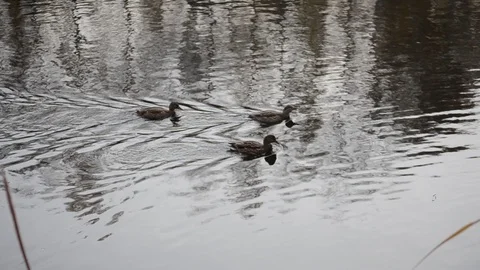 Ducks on water Stock Footage 102242707