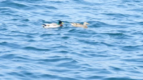 Ducks on the water 動画素材 106989757