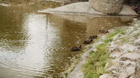 Ducks on the water Stock Footage 131334936