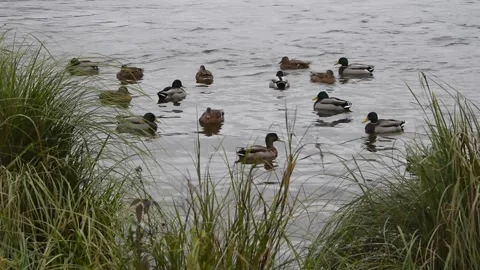 Ducks in the water Stock Footage 141318022