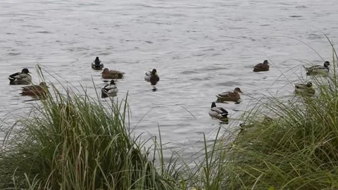 Ducks in the water Stock Footage 141340341