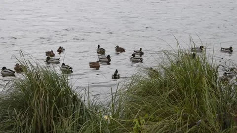 Ducks in the water Stock Footage 141619365