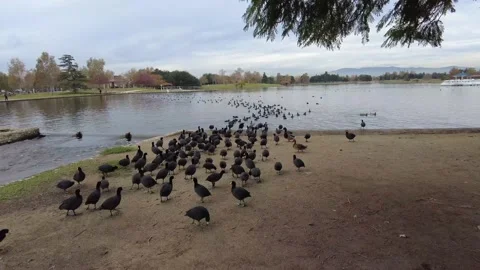 Ducks on water Stock Footage 167566044