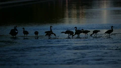 Ducks on the water Stockbeeldmateriaal 190050065