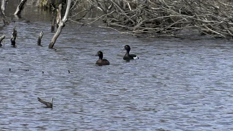 Ducks on the water. Stock Footage 194032024