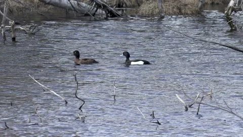 Ducks on the water. Stock Footage 194032098