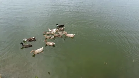 Ducks on the water Stock Footage 206340296
