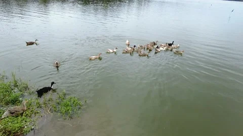 Ducks on the water Stock Footage 208895153