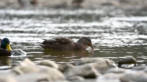 Ducks on the water Stock Footage 243168360