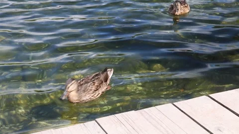 Ducks on the water 스톡 동영상 255963982