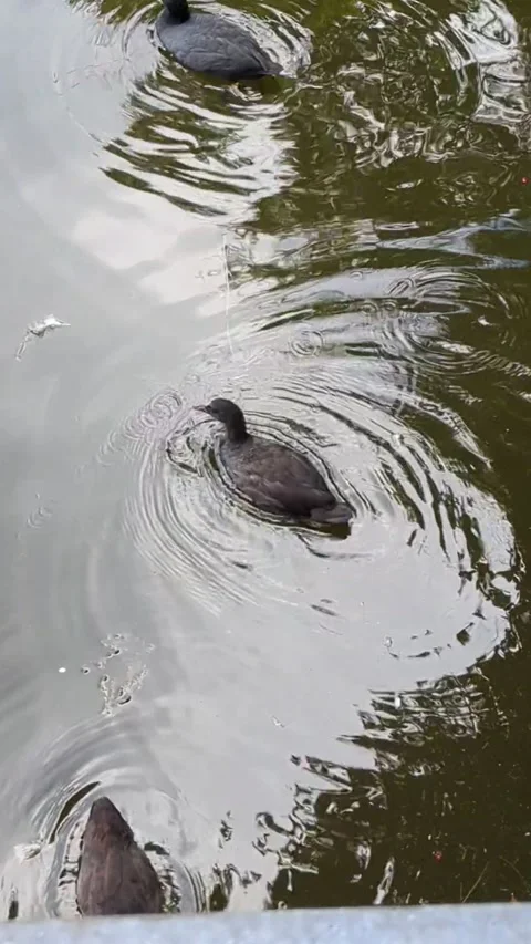 Ducks in water Stock Footage 259052343