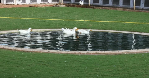 Ducks in the Water Stock Footage 288499670
