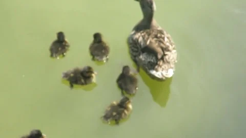 Ducks in the water with newborn chicks Stock Footage 77543814