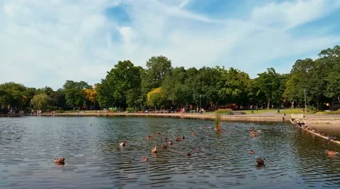 Ducks in Water in Park Stock Footage 51749185