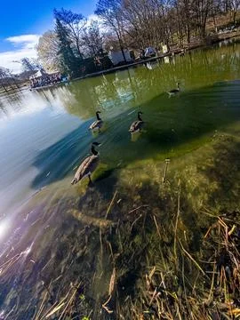 Ducks on the Water in a Park Photos