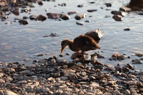 Ducks on the water Foto stock