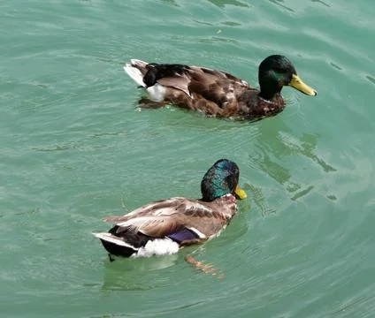 Ducks in the water Fotos de archivo
