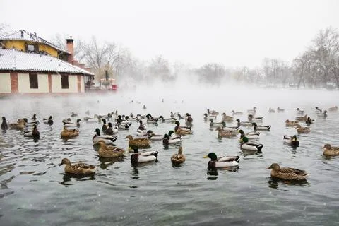Ducks in water Stock Photos