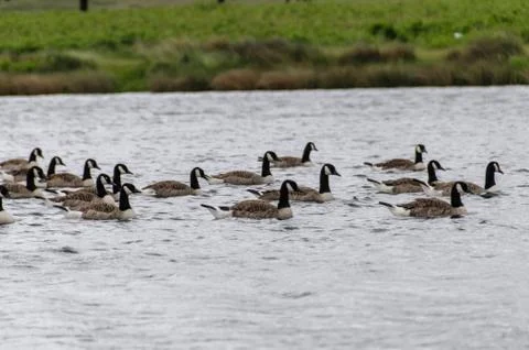 Ducks in water Stock Photos
