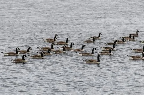 Ducks in water 写真素材