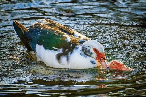 Ducks on Water Stock Photos