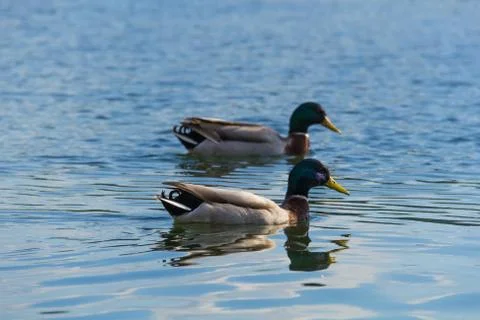 Ducks in water Stock Photos