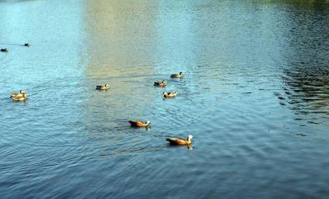 Ducks on water Stock Photos