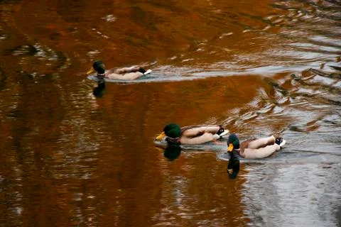Ducks in the water Stock Photos