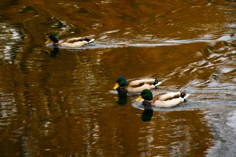 Ducks in the water Foto stock