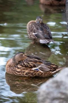Ducks in water Stock Photos