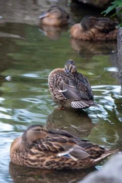 Ducks in water Stock Photos