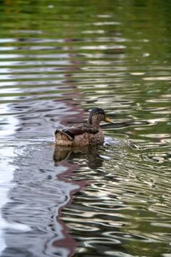 Ducks in water Stock Photos