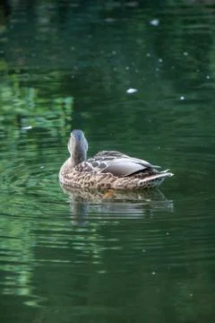 Ducks in water Stock Photos