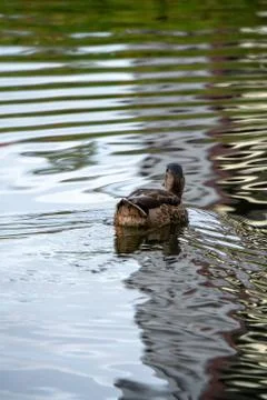 Ducks in water Stock Photos