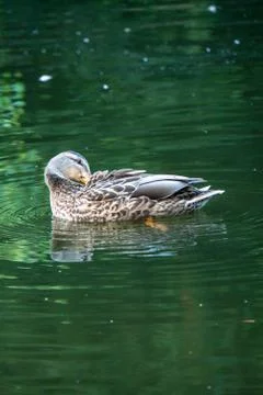 Ducks in water Stock Photos