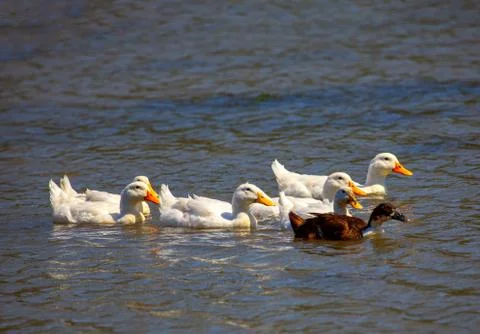 Ducks on the water Stock Photos