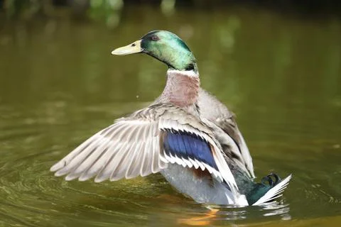 Ducks on the water Stock Photos