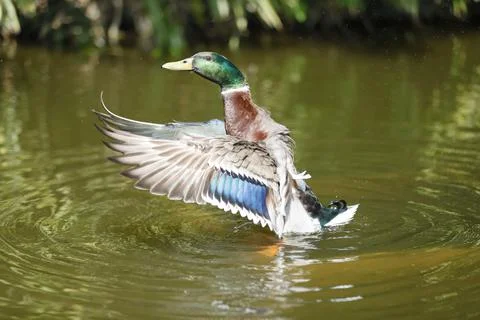 Ducks on the water Stock Photos