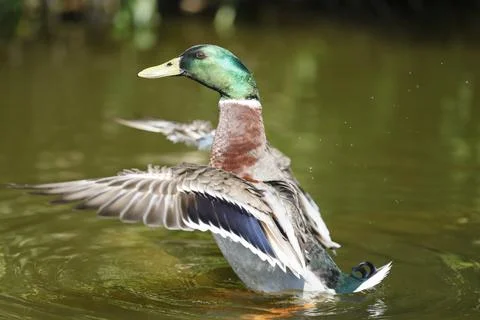 Ducks on the water Stock Photos