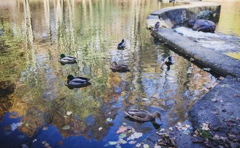 Ducks in the water Stock Photos