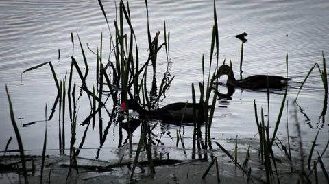 Ducks in the water Stock Photos