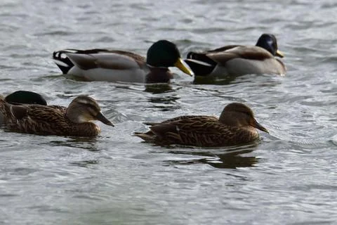 Ducks on the water Stock Photos